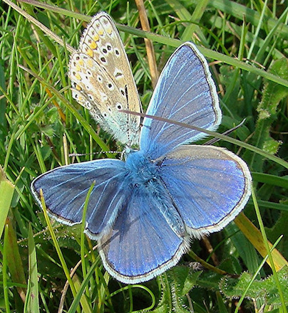 common blue
